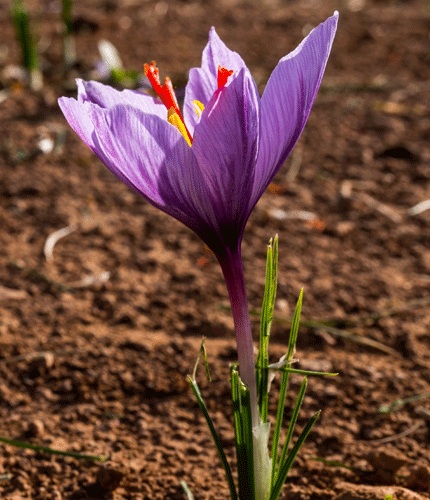 Crocus sativus
 	2% Saffranal; 3% Crocins