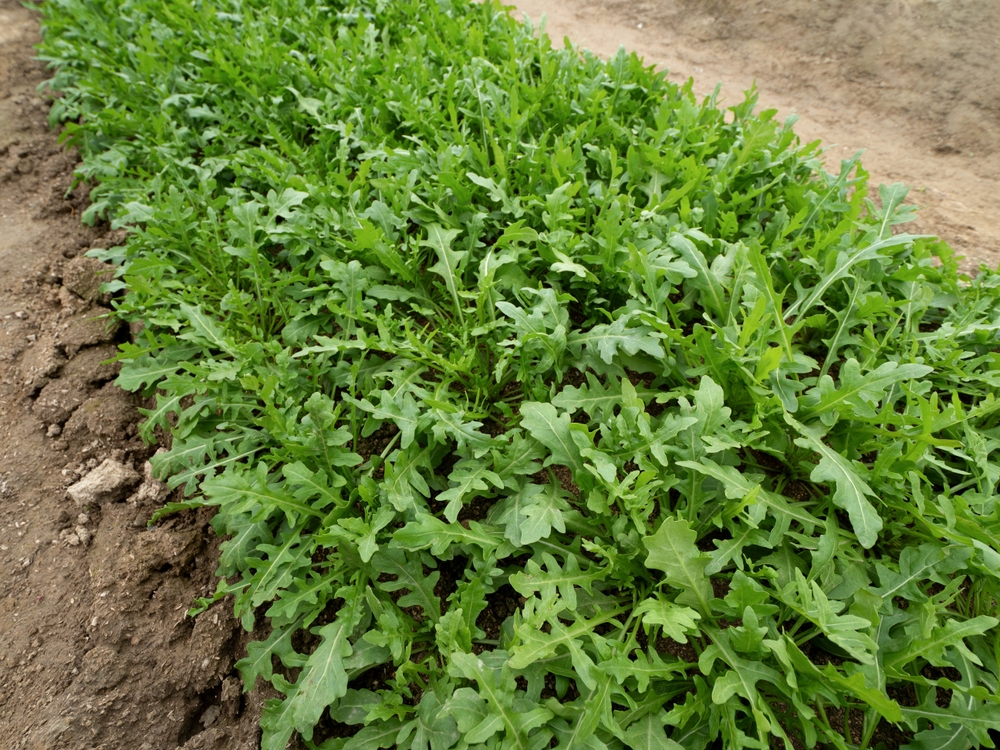 Growing,Arugula,In,The,Field